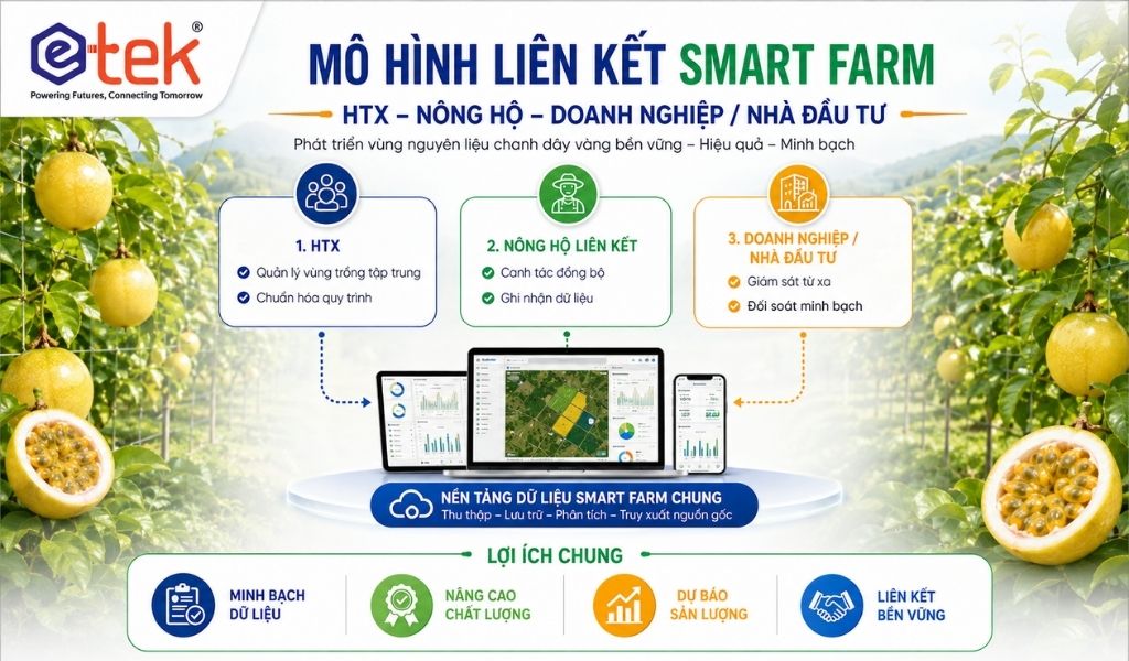 Mô hình liên kết Smart Farm giữa HTX, nông hộ liên kết và doanh nghiệp nhà đầu tư trong vùng nguyên liệu chanh dây vàng.